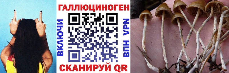 Псилоцибиновые грибы Cubensis  Волчанск 